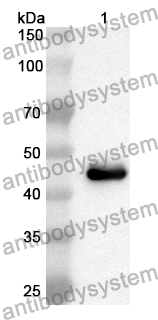 Anti-EGFR/ERBB1/HER1 Polyclonal Antibody