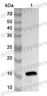 Anti-EGFR/ERBB1/HER1 Polyclonal Antibody