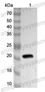 Anti-EGFR/ERBB1/HER1 Polyclonal Antibody