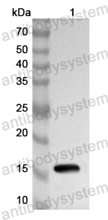 Anti-EGFR/ERBB1/HER1 Polyclonal Antibody