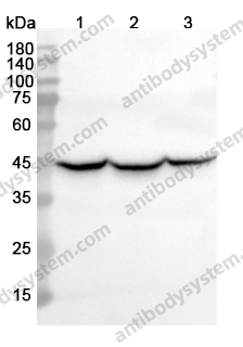 Anti-PGK1 Polyclonal Antibody