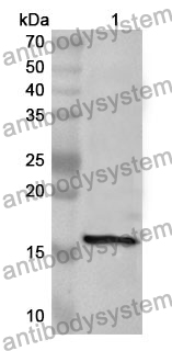 Anti-LALBA Polyclonal Antibody