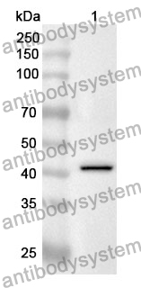 Anti-C1R Polyclonal Antibody