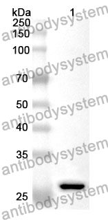 Anti-F9 Polyclonal Antibody