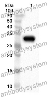 Anti-Human PLAU Polyclonal Antibody