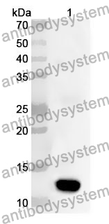 Anti-PLAT Polyclonal Antibody