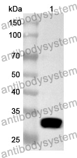 Anti-CA1 Polyclonal Antibody