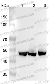 Anti-ASS1 Polyclonal Antibody