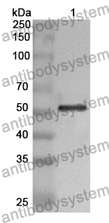 Anti-SERPINC1 Polyclonal Antibody