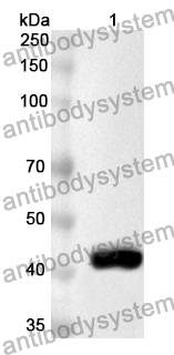 Anti-Human C3c Polyclonal Antibody