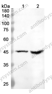 Anti-KNG1 Polyclonal Antibody