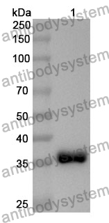 Anti-MYC Polyclonal Antibody