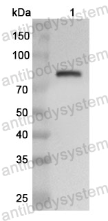 Anti-MYC Polyclonal Antibody