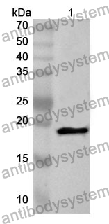 Anti-KRAS Polyclonal Antibody