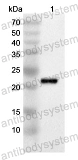 Anti-KRAS/K-Ras 2 Polyclonal Antibody