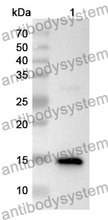 Anti-PDGFB Polyclonal Antibody