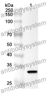 Anti-TGFA Polyclonal Antibody