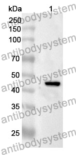 Anti-TGFB1/TGF-beta-1 Polyclonal Antibody