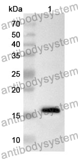 Anti-NGF Polyclonal Antibody