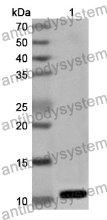 Anti-GNRH1 Polyclonal Antibody