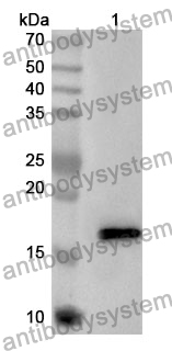 Anti-AVP Polyclonal Antibody