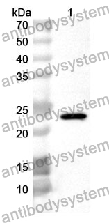 Anti-GH2 Polyclonal Antibody