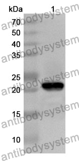 Anti-GCG Polyclonal Antibody