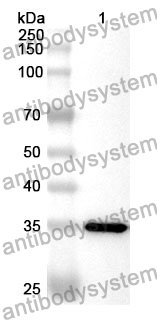 Anti-INS Polyclonal Antibody