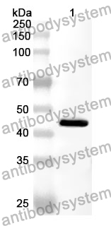 Anti-IFNA21 Polyclonal Antibody