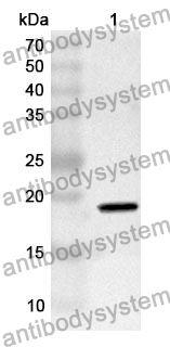 Anti-IL1A/IL1F1 Polyclonal Antibody