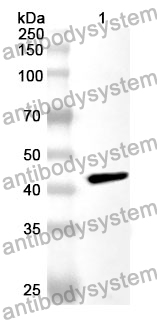 Anti-CD4 Polyclonal Antibody