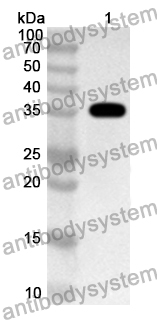 Anti-Human HLA-B Polyclonal Antibody