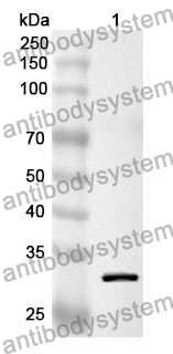 Anti-APOA1 Polyclonal Antibody