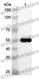 Anti-Human APOE Polyclonal Antibody