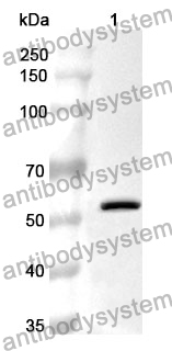 Anti-FGB Polyclonal Antibody