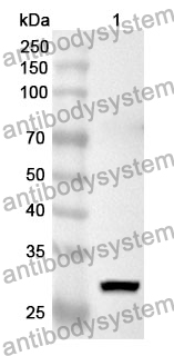 Anti-C9 Polyclonal Antibody