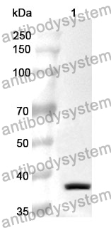 Anti-APOH Polyclonal Antibody