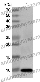 Anti-PPBP/CXCL7/NAP-2 Polyclonal Antibody