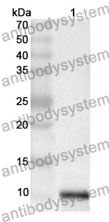 Anti-CXCL10/IP-10 Polyclonal Antibody