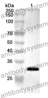 Anti-CD71/TFRC Polyclonal Antibody