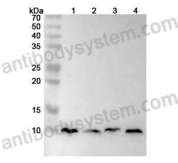 Anti-Human MT-ATP8 Polyclonal Antibody