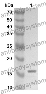 Anti-ANG Polyclonal Antibody