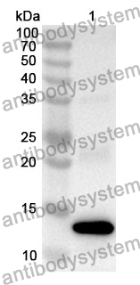 Anti-AMH Polyclonal Antibody