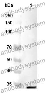 Anti-RAF1 Polyclonal Antibody