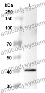 Anti-ANXA1 Polyclonal Antibody