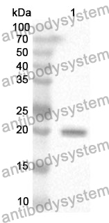 Anti-RLN2 Polyclonal Antibody