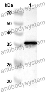 Anti-OAT Polyclonal Antibody