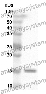 Anti-CD90/THY1 Polyclonal Antibody