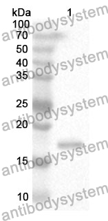 Anti-CD74 Polyclonal Antibody