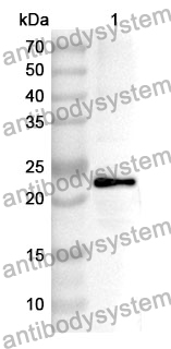 Anti-VWF Polyclonal Antibody